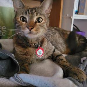 Lost Cat Chully