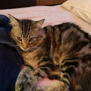 Image of Wallace, Lost Cat