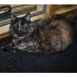 Lost Cat Puma