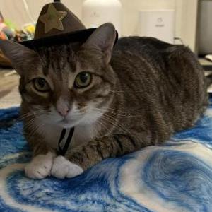 Lost Cat Rei