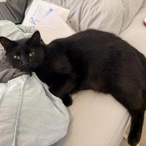 Lost Cat Craig
