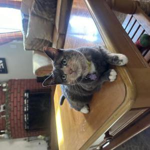 Image of Bella, Lost Cat