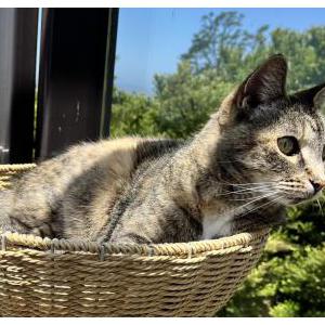 Image of Willow, Lost Cat