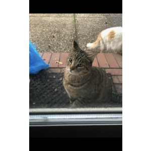 Image of Bodie, Lost Cat
