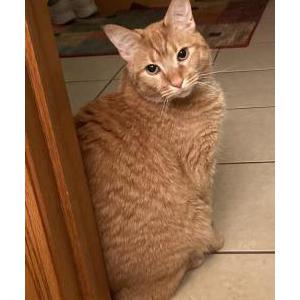 Lost Cat Pumpkin