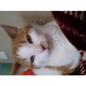 Image of Tinkerbell, Lost Cat