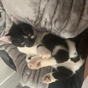 Image of Leo, Lost Cat