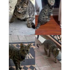 Lost Cat Cleo