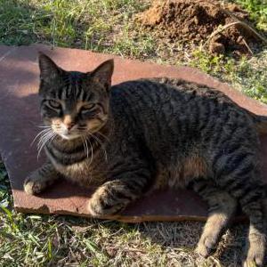 Image of Titus, Lost Cat