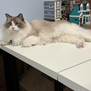 Lost Cat Blue
