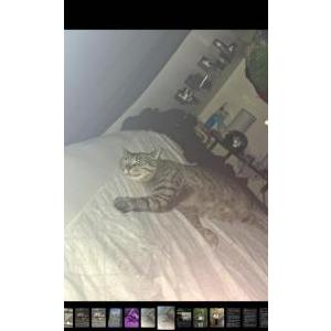 Lost Cat Zero