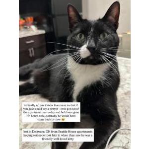 Image of Oreo, Lost Cat