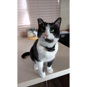 Lost Cat Remington