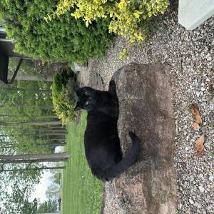 Image of Boozy, Lost Cat