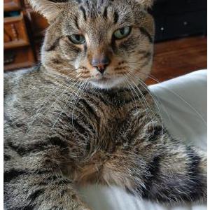 Lost Cat Stoner
