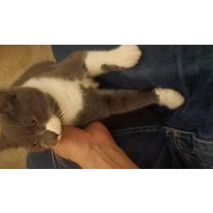 Found Cat Unknown