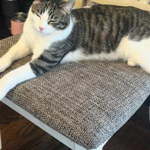 Image of Tito, Lost Cat