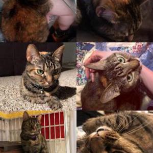 Lost Cat honeybee