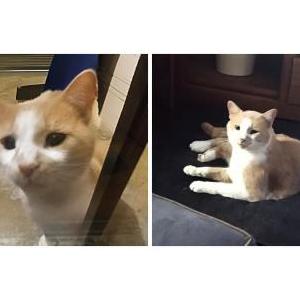 Image of Samo, Lost Cat