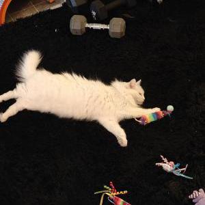 Image of Chapo, Lost Cat