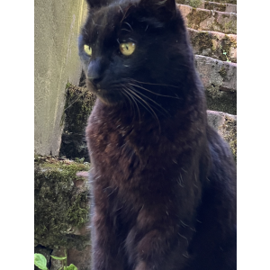 Image of Tommy / Blackie, Lost Cat