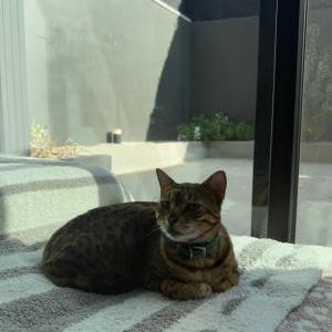 Image of Cheeto, Lost Cat