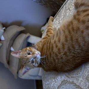 Image of Marvin, Lost Cat