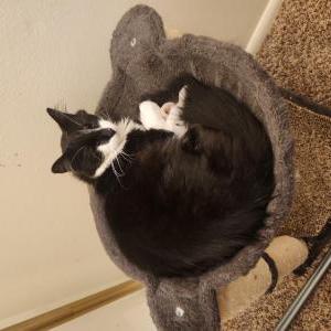 Lost Cat Pepe