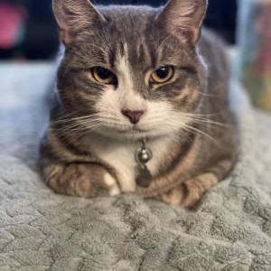 Image of Boots, Lost Cat