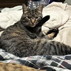 Lost Cat Tom
