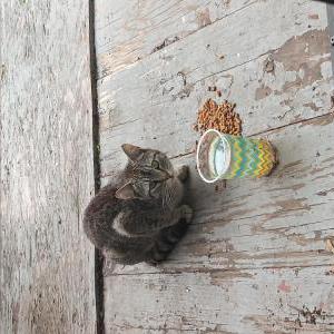 Image of Unknown, Lost Cat