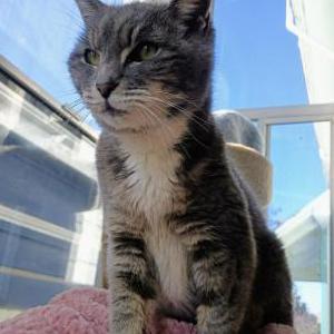 Image of McLovin, Lost Cat