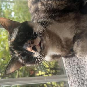 Image of Dory, Lost Cat