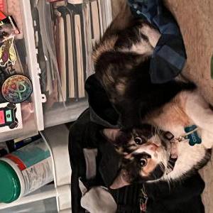 Lost Cat Cosmo