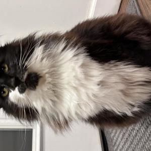 Lost Cat Harvey/hank