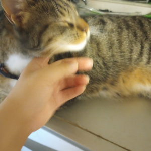 Lost Cat Churro