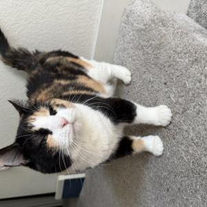 Lost Cat Kali