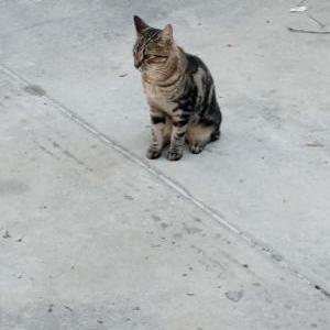 Image of Sammy, Lost Cat