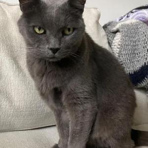 Image of Unknown, Found Cat