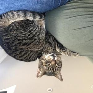 Image of Franny, Lost Cat