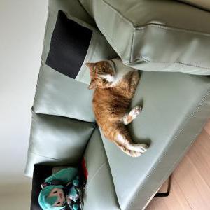 Lost Cat Flapjack