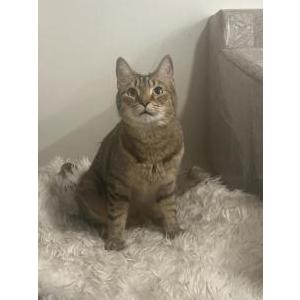 Lost Cat Gus