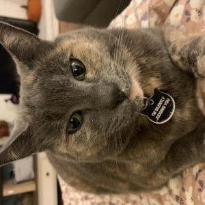 Lost Cat Scout