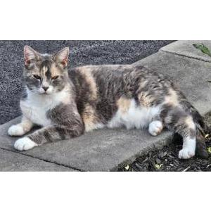 Lost Cat Cali