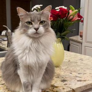 Image of Nermal, Lost Cat