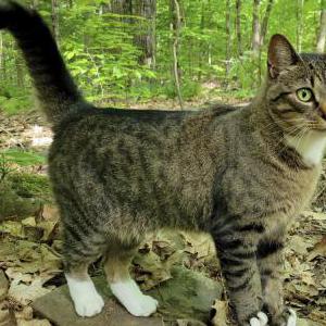 Lost Cat Cosmo