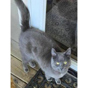 Image of Gandalf, Lost Cat