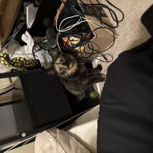 Image of Harvey, Lost Cat