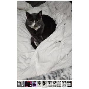 Lost Cat Kiwi