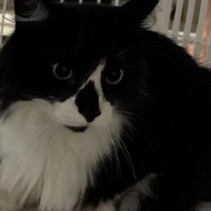 Found Cat Unknown